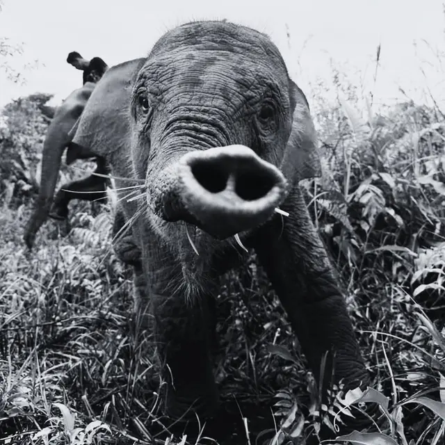 Gajah Tari