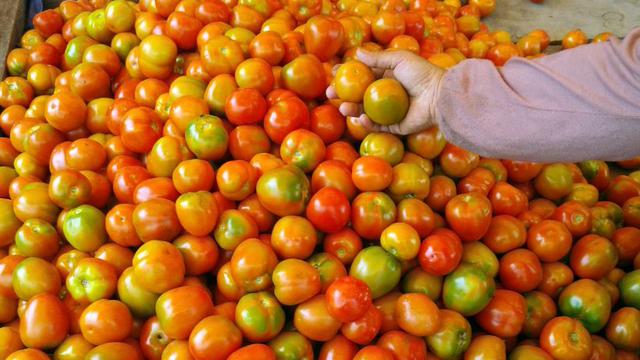Menteri Pertanian Minta Bulog Serap Tomat Petani Bisnis Liputan6 Com
