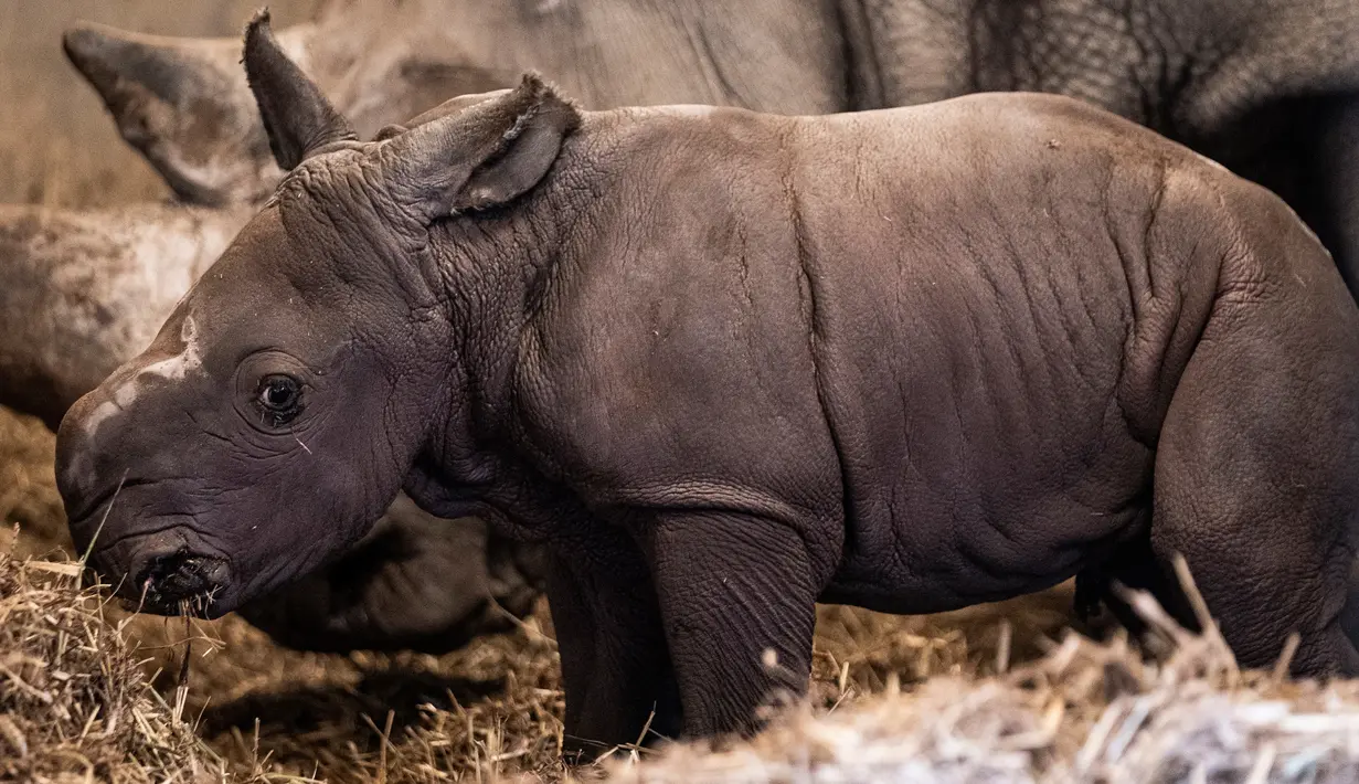 Badak putih yang baru lahir bersama induknya di kandang mereka di Kebun Binatang Kopenhagen, Denmark, Rabu (15/4/2020). Kelahiran badak putih merupakan kejadian yang cukup langka, mengingat angka kelahiran bayi badak di dunia sangat jarang. (Niels Christian Vilmann/Ritzau Scanpix/AFP)