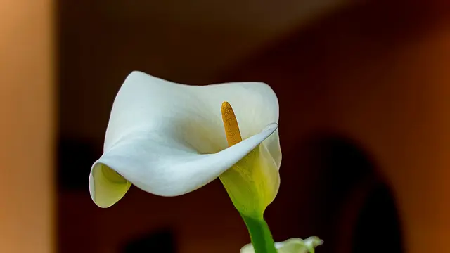 Calla Lily/Photo by Manuel Torres Garcia on Unsplash