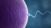 Ilustrasi Sperma (Istimewa)