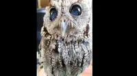 Perkenalkan Zeus, Burung Hantu Buta Bermata Indah