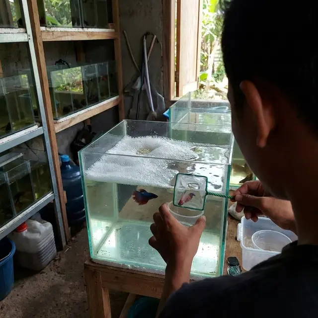 Memindahkan indukan ikan cupang (Gemini AI)