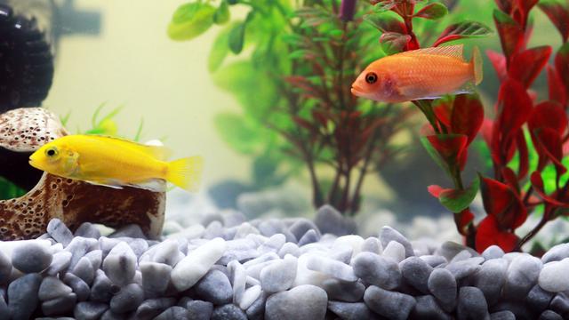 20160926-merawat aquascaepa air tawar-rumahcom-boy