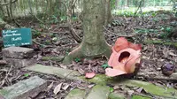 Rafflesia Patma mekar di Kebun Raya Bogor. (Liputan6.com/ Achmad Sudarno)