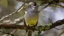 Seekor burung bertengger di pepohonan di bukit San Miguel, dekat Medellin, Kolombia, Kamis (18/5). Pada tanggal 17 Mei, Kolombia diumumkan sebagai juara Global Big Day, dengan 1.486 spesies burung. (AFP/JOAQUIN SARMIENTO)