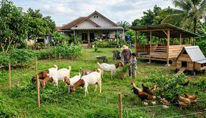 Ternak Rumahan Tanpa Kandang Permanen