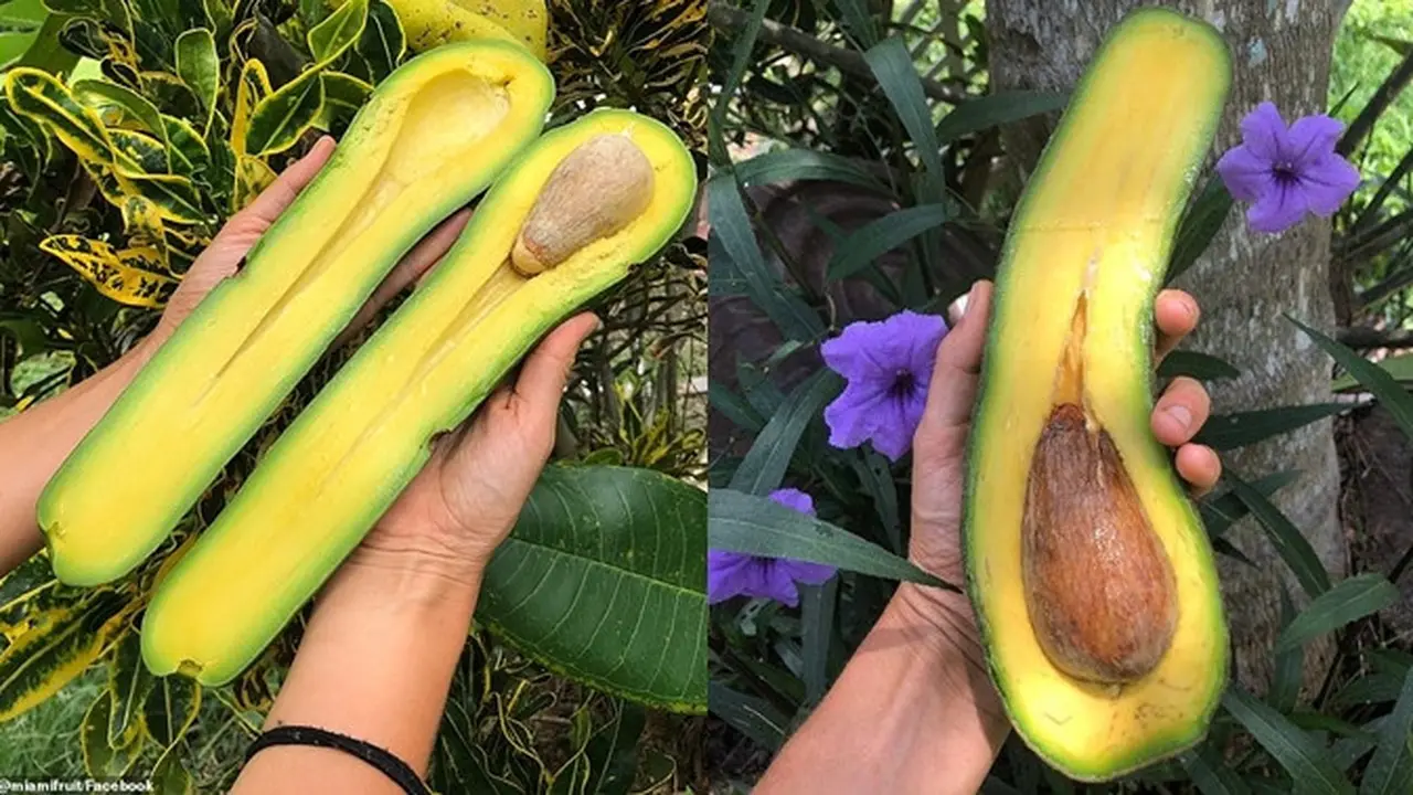 Alpukat Pura Vida