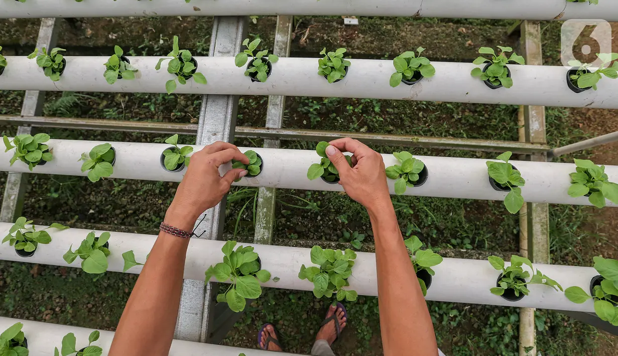 Karyawan memetik sayur hidroponik jenis bayam di Serua Farm, Bojongsari, Depok, Jawa Barat, Jumat (26/6/2020). Kebun sayur yang berdiri di atas lahan seluas 1200 meter persegi dengan 25.000 lubang tanam menyediakan sayuran hidroponik bebas pestisida. (Liputan6.com/Fery Pradolo)