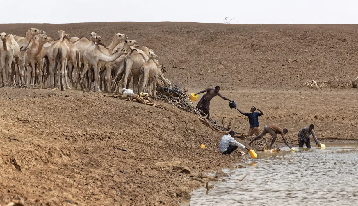 Sejumlah pria mengambil air di sebuah danau di Bandarero, Kenya, Jumat (3/3). Kenya kini tengah menghadapi kekeringan parah dan krisis pangan. (AP Photo / Ben Curtis)