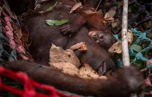Napas Orangutan di Tengah Kepungan Asap Hutan Kalimantan