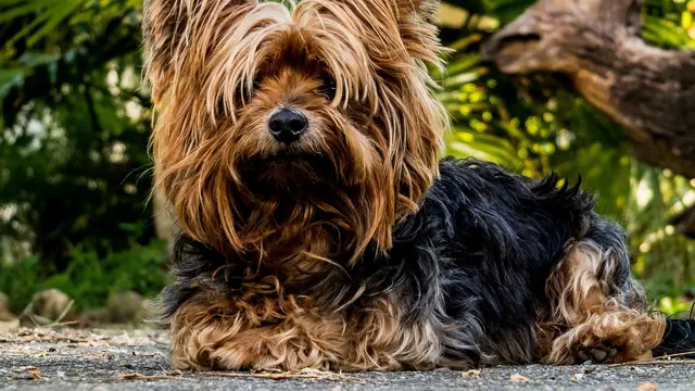 Yorkshire Terrier