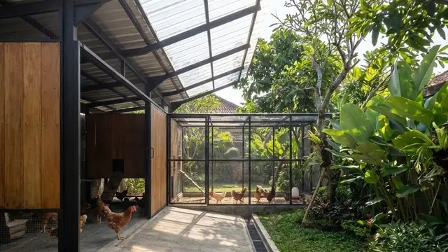 Kandang Ayam Minimalis yang Tidak Bau dan Mudah Dibersihkan