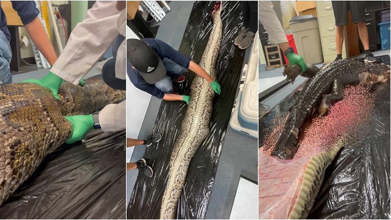 Peneliti Temukan Buaya 5 Kaki di Perut Ular Piton Raksasa, Begini Kondisinya