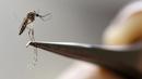 Nyamuk Aedes Aegypti nyamuk terlihat di laboratorium dari Pelatihan dan Penelitian Medis Training Center International (CIDEIM) di Cali, Kolombia (2/2/2016). Nyamuk ini membawa virus Zika yang mengancam kesehatan janin. (REUTERS/Jaime Saldarriaga)
