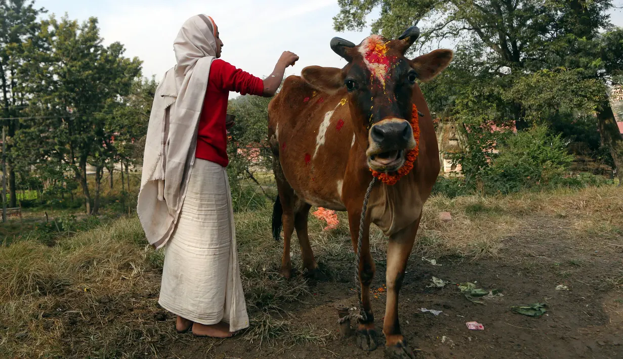 Umat Hindu Nepal melakukan ritual pemujaan kepada seekor sapi selama festival Tihar di Kathmandu, 28 Oktober 2019. Sapi dianggap suci oleh umat Hindu dan disembah selama festival Tihar, salah satu festival paling penting yang dipersembahkan untuk Dewi kekayaan Laxmi. (AP/Niranjan Shrestha)