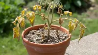 Cara Mengatasi Daun Tomat Menguning, Ini Penyebab dan Cara Memperbaikinya