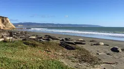 Sekelompok gajah laut mengambil alih Pantai Drakes di California, Jumat (1/2). Para gajah laut tersebut berhasil menerobos  pantai dengan merobohkan pagar dan masuk ke lahan parkir. (John Dell'Osso/Point Reyes National Seashore via AP)
