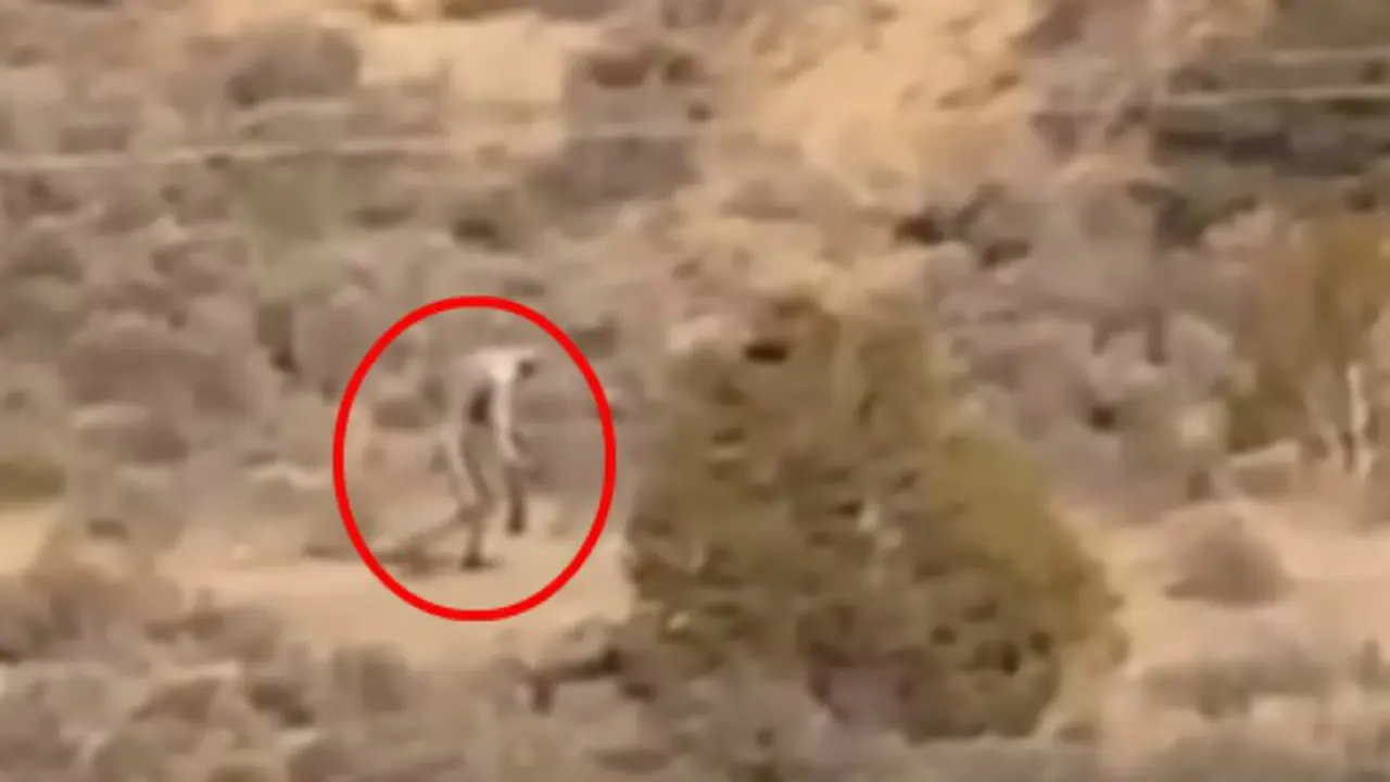 Sosok misterius yang diduga chupacabra 