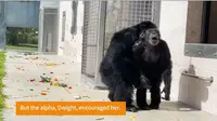 Simpanse Vanilla merasakan hidup bebas di luar kandang tertutup pertama kalinya. (dok. Youtube Save the Chimps)