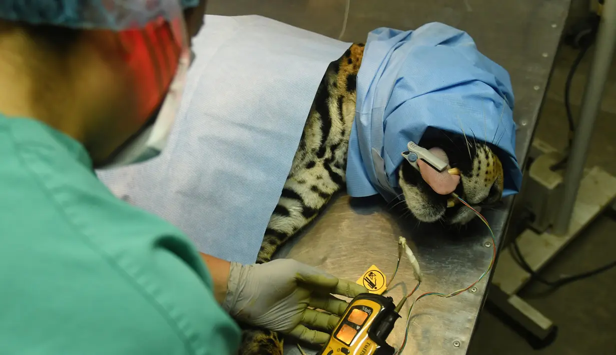 Greco saat menjalani operasi di National Zoological Park, San Salvador, El Salvador (20/3). Jaguar ini berhasil diselamatkan polisi dari sebuah kelompok sirkus yang menganiayanya. (AFP Photo / Marvin Recinos)