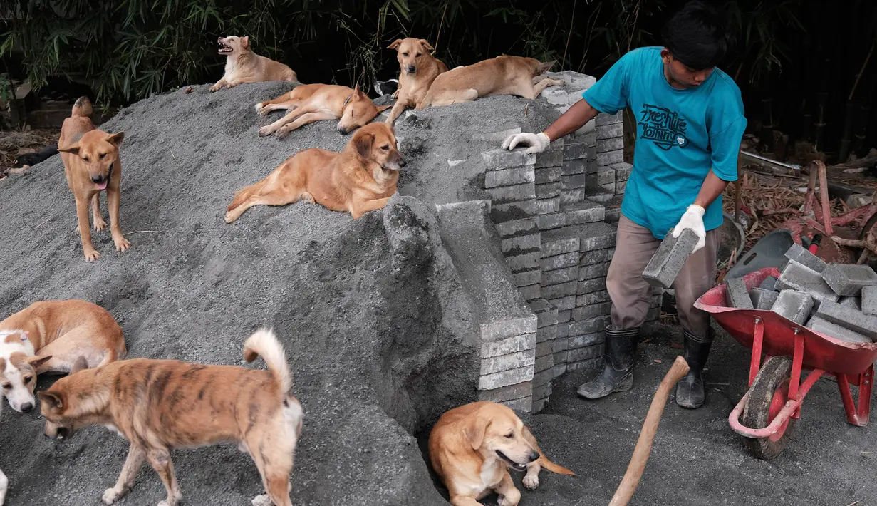 Pekerja memuat batu bata di dekat anjing di Pejaten Shelter di Jakarta (2/7/2020). Pejaten Shelter adalah tempat bagi lebih dari 1.400 anjing, kebanyakan dari mereka adalah anjing jalanan, sementara trah yang lebih besar seperti pitbull dan rottweiler disimpan di kandang. (AP Photo/Dita Alangkara)