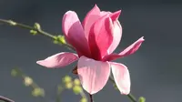 Tunas bunga Magnolia di Beijing yang mirip sepasang burung yang sedang bercengkrama (Sumber: cgtn)