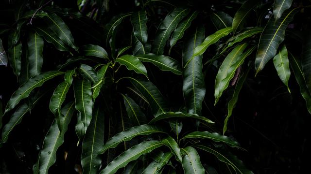 Daun mangga