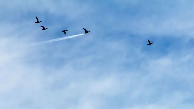 [Bintang] Kehidupan Lucu Alam Liar