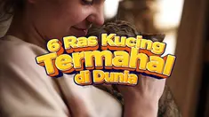 Tanggal 8 Agustus diperingati sebagai Hari Kucing Sedunia sehingga dirayakan di banyak negara. Untuk merayakan Hari Kucing Sedunia ini, sahabat Liputan6 bisa mengenal lebih banyak tentang berbagai ras kucing.