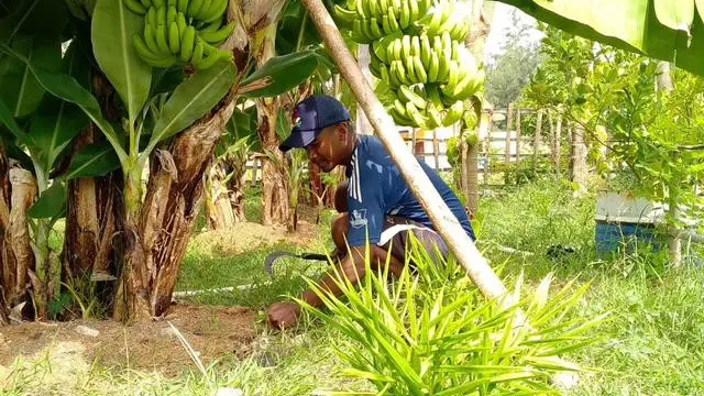 Ilustrasi petani pisang.