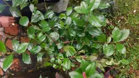 Pohon Katinon Masih Tumbuh Subur di Puncak Bogor