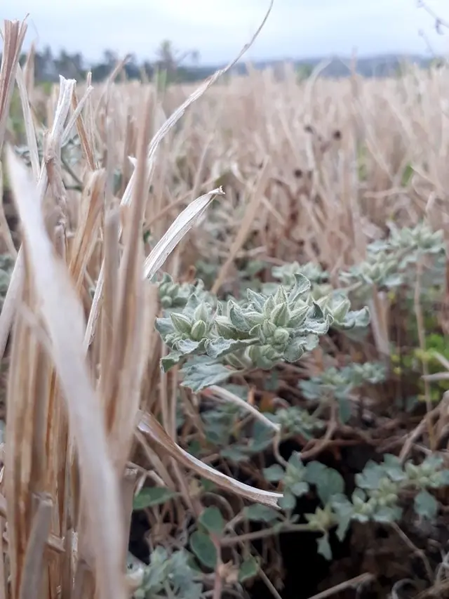 Awon-awon dan Kampulan adalah tumbuhan yang lazim tumbuh saat kemarau panjang di sawah yang mengering. (Foto: Liputan6.com/Muhamad Ridlo)