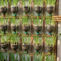 Kebun Daun Bawang dari Botol Plastik Bekas (Image by Gemini AI)