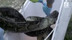 Florida merayakan penangkapan ular piton ke-1000. Program penangkapan ular piton berlangsung sejak tahun lalu demi menyelamatkan populasi hewan di Everglades.

 