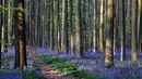 Bunga bluebells liar, yang mekar sekitar pertengahan April, mengubah lantai hutan menjadi biru, membentuk karpet di Hallerbos, juga dikenal sebagai 'Hutan Biru', dekat Halle, Belgia (18/4). Meski liar, Pemandangan bunga  bluebell terlihat sangat indah. (Reuters/Yves Herman)