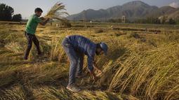 Sejumlah petani memanen padi di sebuah sawah di Desa Awantipora, Distrik Pulwama dekat Kota Srinagar, Kashmir yang dikuasai India (23/9/2020). (Xinhua/Javed Dar)