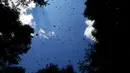 Sekelompok kupu-kupu raja berterbangan di suaka Amanalco de Becerra, Meksiko, 14 Februari 2019. Kupu-kupu raja biasa tiba di negara bagian Meksiko tengah pada minggu pertama bulan November setelah migrasi tahunan dari Kanada dan AS. (AP/Marco Ugarte)