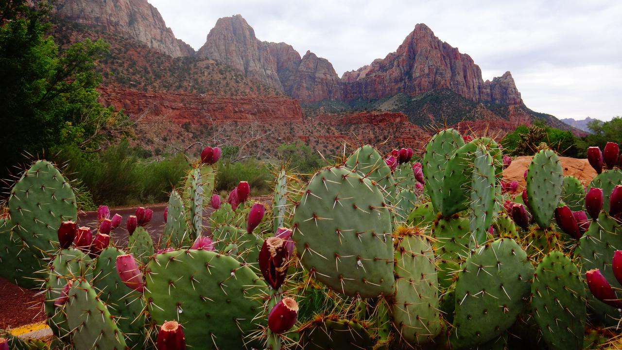 Daun kaktus bisa diubah menjadi bahan kulit ramah lingkungan/dok. Unsplash George