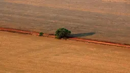 Pantauan dari foto udara sebuah pohon terlihat berdiri di atas lahan yang disiapkan untuk penanaman kedelai, Negara Mato Grosso di barat Brasil, Minggu (4/10). Brasil akan menghasilkan rekor 97.800.000 ton kedelai di 2015-2016.  (REUTERS/Paulo Whitaker)