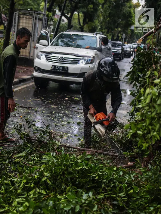 Petugas Dinas Kebersihan dan Pertamanan memotong pohon yang tumbang akibat hujan deras di kawasan jalan Sutan Syahrir, Jakarta, Kamis (22/11). Tumbangnya pohon tersebut disebabkan hujan deras yang melanda Jakarta siang tadi. (Liputan6.com/Faizal Fanani)