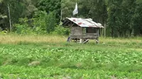 Salah satu lahan pertanian di Kecamatan Sigi Biromaru. Penyediaan lahan tani tengah menjadi prioritas pemdes di Kabupaten Sigi sebagai upaya ketahanan pangan di tengah pandemi Covid-19. (Foto: Moh. Sobirin).