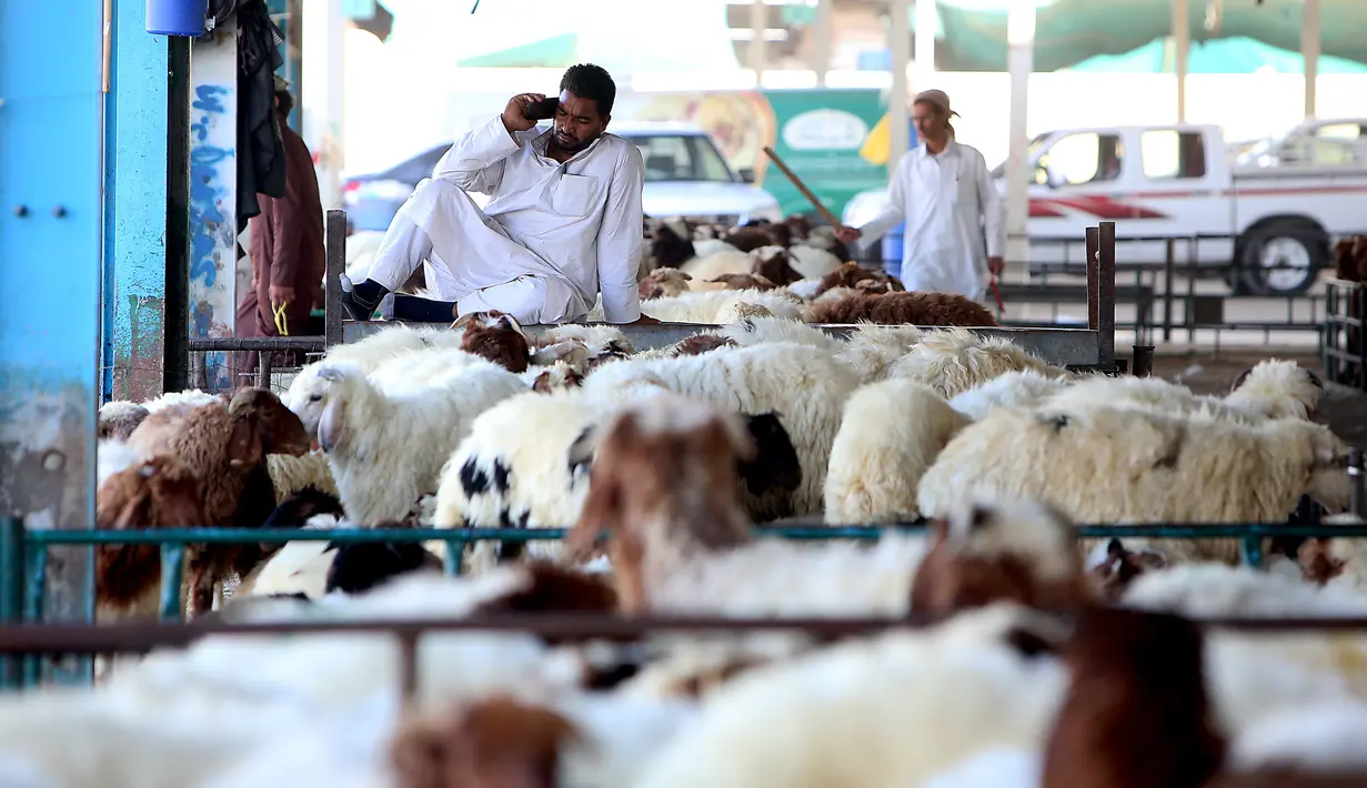 Pedagang menunggu pembeli hewan kurban menjelang Idul Adha di sebuah pasar ternak di Kuwait pada 5 Agustus 2019. Umat Islam di seluruh dunia akan merayakan Idul Adha yang identik dengan tradisi berkurban dengan hewan seperti kambing, domba, unta, sapi dan kerbau. (Yasser Al-Zayyat/AFP)