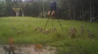 Monyet-monyet di sebuah taman Florida. (AP)