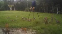 Gara-gara Serbuan Monyet, Taman di Florida Ditutup