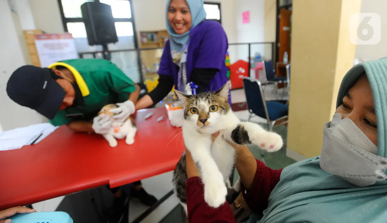 Vaksinasi secara gratis ini bagi warga Depok yang memiliki hewan peliharaan kesayangan seperti, anjing, kucing, monyet dan musang serta hewan peliharaan lainya. (merdeka.com/ Arie Basuki)