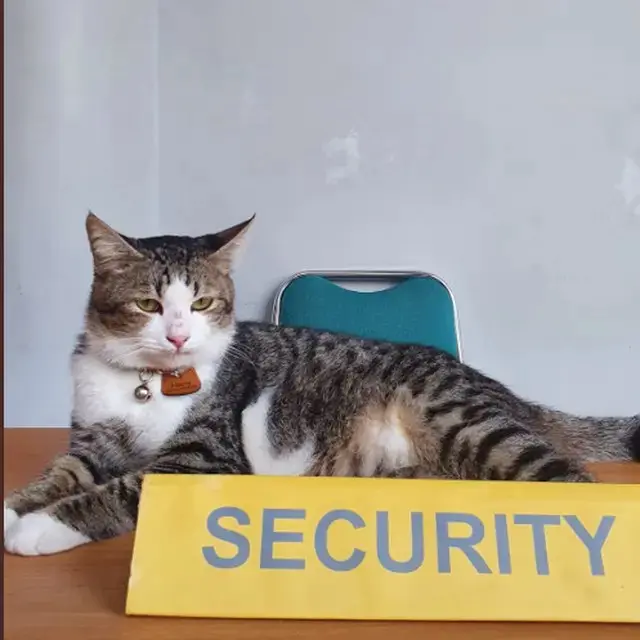 8 Potret Kucing saat Bantu Pemiliknya Kerja Ini Bikin Gemas