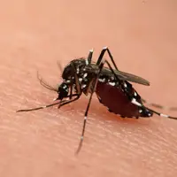 Demam Berdarah Dengue