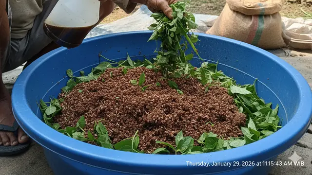 Cara Buat Pakan Kambing Fermentasi dari Daun Liar Pekarangan. AI
