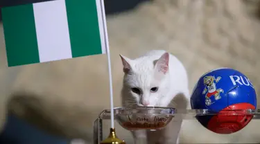 Kucing peramal, Achilles memilih bendera Nigeria saat memprediksi laga penutup Grup D Piala Dunia 2018 antara Nigeria vs Argentina di St. Petersburg, Selasa (26/6). Achilles memilih Nigeria sebagai pemenang dalam laga hidup mati itu. (AP/Dmitri Lovetsky)